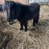 Mini Horse