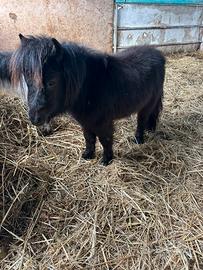 Mini Horse