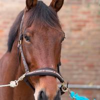 Castrone italiano 2018