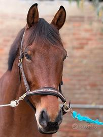 Castrone italiano 2018