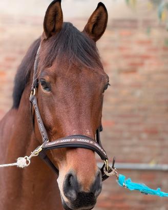 Castrone italiano 2018