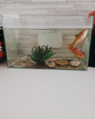 acquario 25 litri 