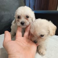 Maltipoo toy (Maltese/Barboncino)