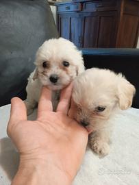 Maltipoo toy (Maltese/Barboncino)
