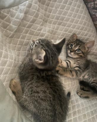 Gatto gatta gattino gattina con più di due mesi
