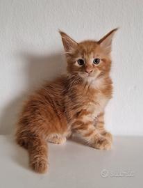 Cuccioli Maine Coon