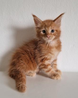 Cuccioli Maine Coon