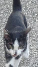 Gatta femmina di 1 anni circa dolce e pulita
