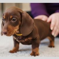 BASSOTTO NANO & BASSOTTI NANI CHOCOLATE cuccioli