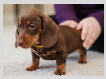 BASSOTTO NANO & BASSOTTI NANI CHOCOLATE cuccioli