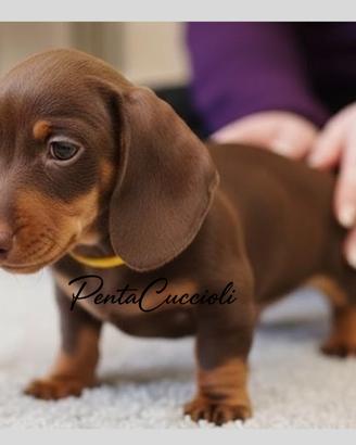 BASSOTTO NANO & BASSOTTI NANI CHOCOLATE cuccioli