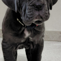 Mastino napoletano