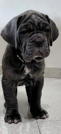 Mastino napoletano