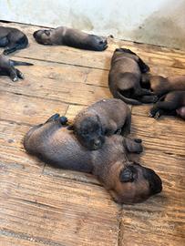 Cuccioli di Malinois
