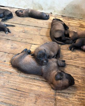 Cuccioli di Malinois