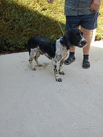 Springer