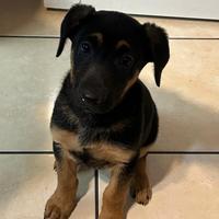 Cucciolo di due mesi