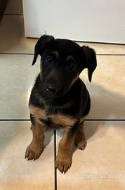 Cucciolo di due mesi