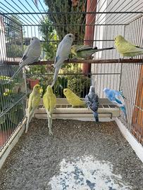 Cocorite