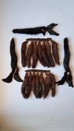 Code di visone maschio