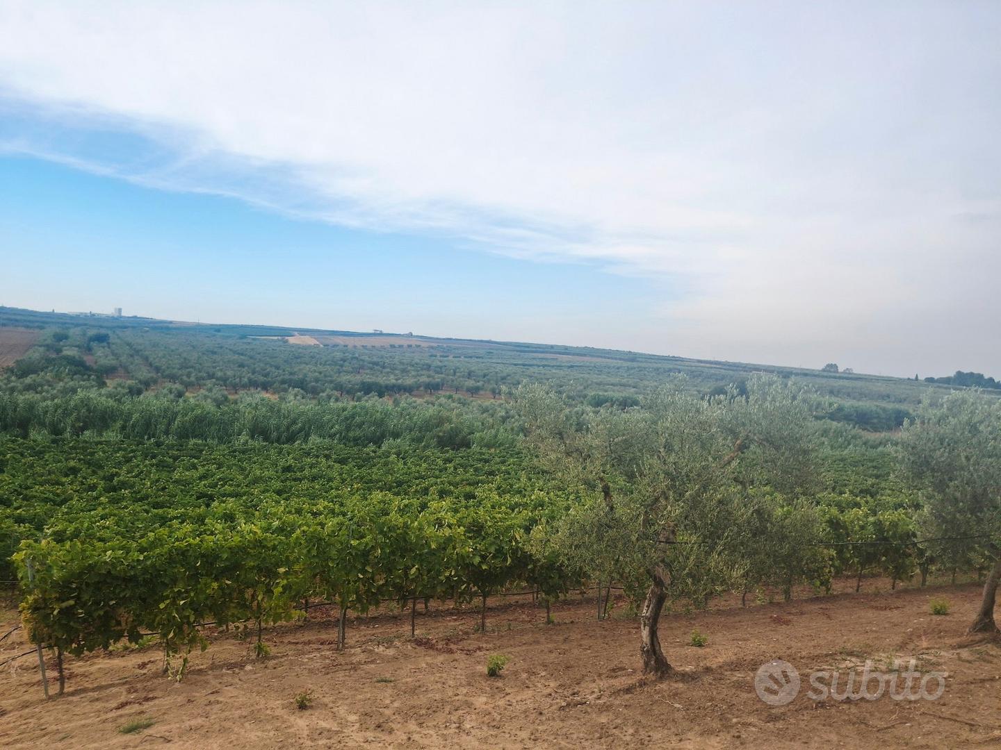 Terreno 12000 mq "Trebbiano" - Vista 5