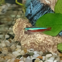 Cardinale pesce acqua dolce
