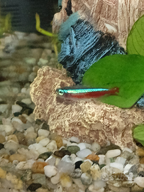 Cardinale pesce acqua dolce