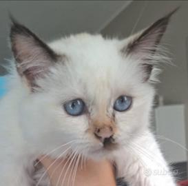 Gattina cucciola, con genitori SACRO DI BIRMANIA