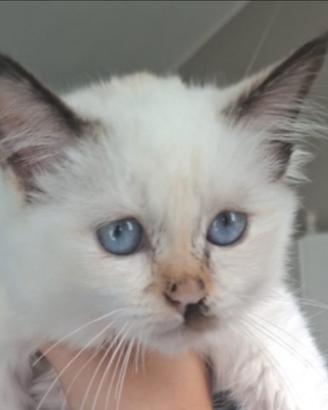 Gattina cucciola, con genitori SACRO DI BIRMANIA