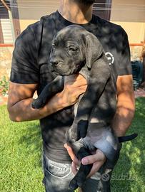 Cuccioli di Cane corso