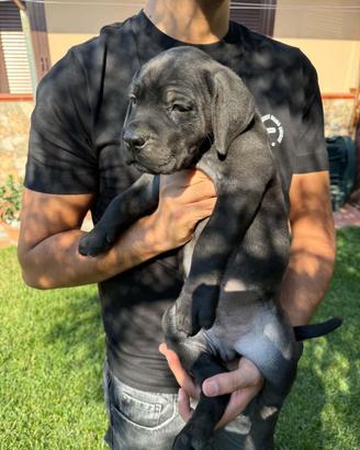 Cuccioli di Cane corso