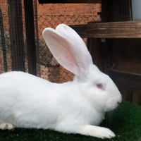 Coniglio gigante