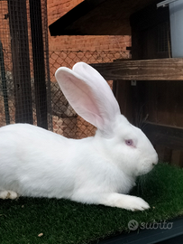 Coniglio gigante