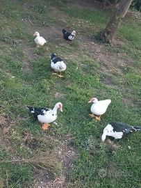 Animali