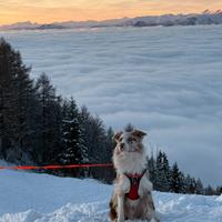 Border colli 1anno mezzo