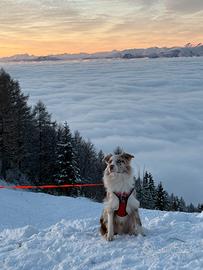 Border colli 1anno mezzo