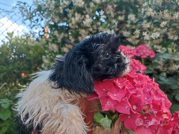 Cucciola shih tzu