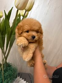 Barboncini per Pomerania pomapoo
