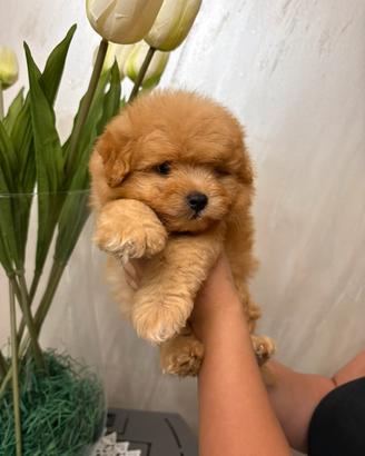 Barboncini per Pomerania pomapoo
