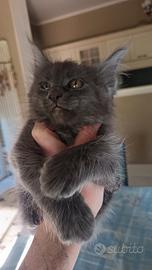 Cuccioli maine coon