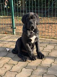 Cane corso