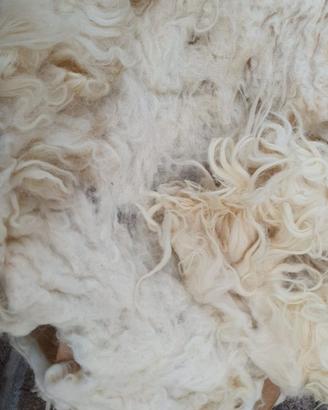 20 kg lana di pecora naturale per imbottiture