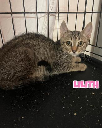 Lilith gattina di 3 mesi