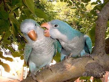 Baby parrocchetti monaci bleu allevati a mano