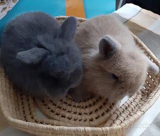 Coniglietti ariete conigli nani