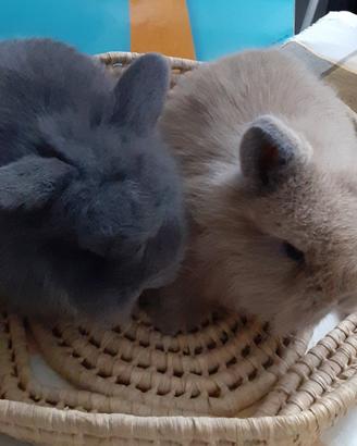 Coniglietti ariete conigli nani