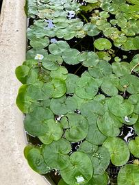 Hydrocaris morsus ranae pianta galleggiante stagno