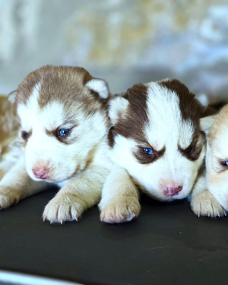 Siberian husky