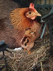 Pulcini di Gallina Siciliana coronata