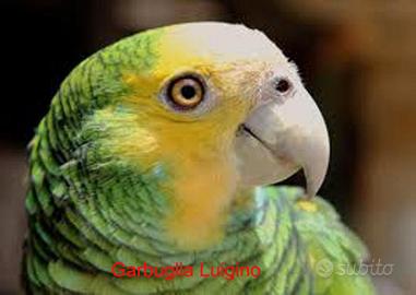 Pappagallo - Amazzone Barbadensis